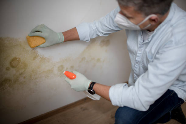 Best Commercial Mold Remediation in Armona, CA
