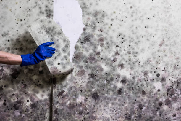 Best Basement Mold Remediation in Armona, CA