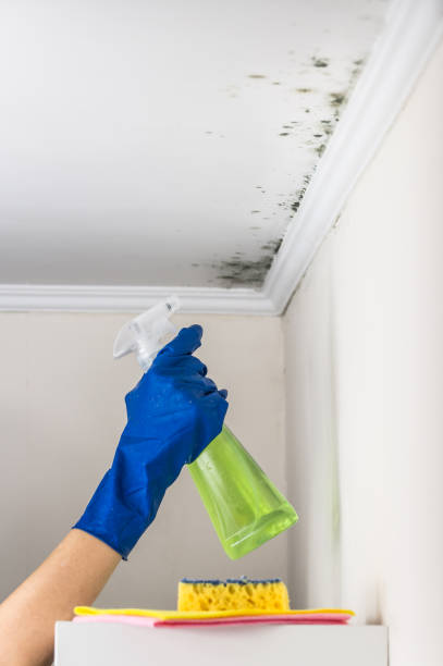 Best Black Mold Remediation in Armona, CA